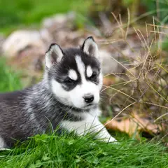Alaskan Klee Kai - Foto 14