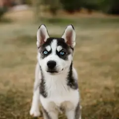 Alaskan Klee Kai - Foto 15