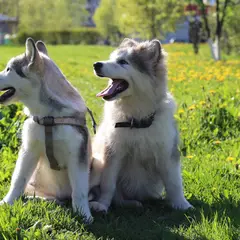 Alaskan Klee Kai - Foto 16