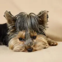 Yorkshire Terrier - Photo 1