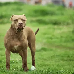 American bully - Photo 3
