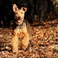 Welsh Terrier - Foto 2