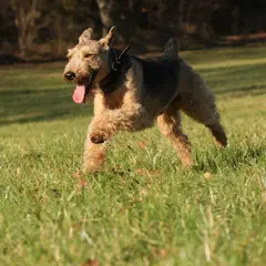 Welsh Terrier - Foto 3