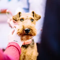 Welsh Terrier - Foto 4