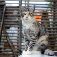 American Shorthair - Foto 2