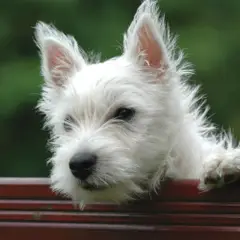 West Highland White Terrier - Foto 3