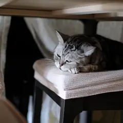 American Shorthair - Foto 3