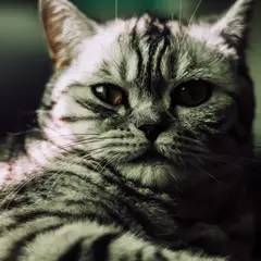 American Shorthair - Foto 4