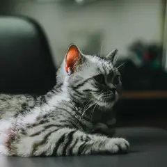 American Shorthair - Foto 5