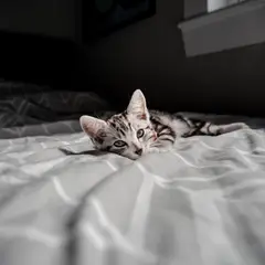 American Shorthair - Foto 6