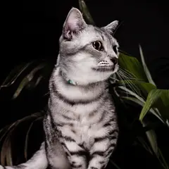 American Shorthair - Foto 7