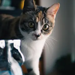 American Shorthair - Foto 8