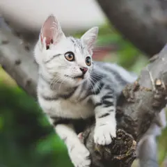 American Shorthair - Foto 9