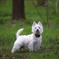 West Highland White Terrier - Foto 5