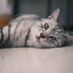 American Shorthair - Foto 10