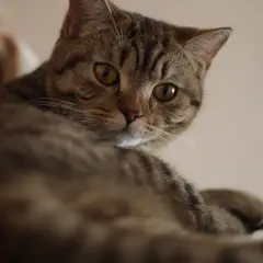 American Shorthair - Foto 11