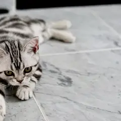 American Shorthair - Foto 12