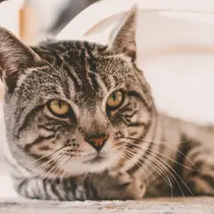 American Shorthair - Foto 13