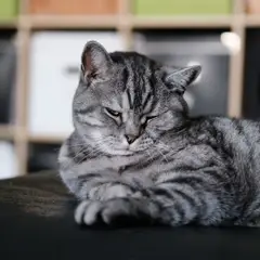 American Shorthair - Foto 14