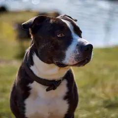 American Staffordshire Terrier - Foto 2