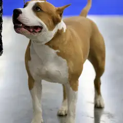 American Staffordshire Terrier - Foto 6
