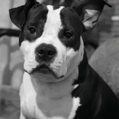 American Staffordshire Terrier - Foto 7