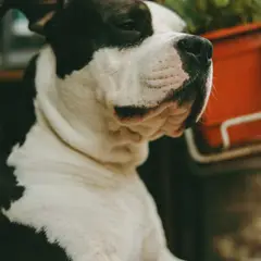 American Staffordshire Terrier - Foto 8