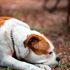 American Staffordshire Terrier - Foto 9