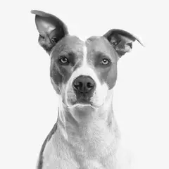 American Staffordshire Terrier - Foto 10