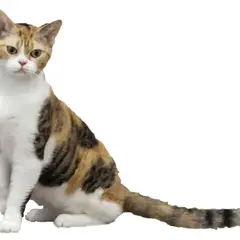 American Wirehair - Photo 5