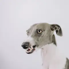 Whippet - Foto 3