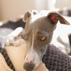 Whippet - Foto 4