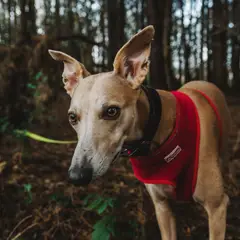 Whippet - Foto 5