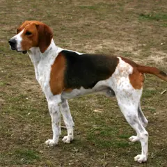 Anglo-Francês de Pequena Vènerie - Foto 2