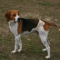 Anglo-Francês de Pequena Vènerie - Foto 4