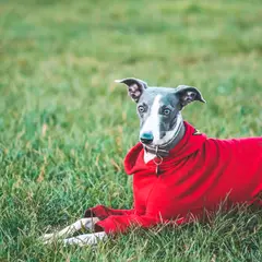 Whippet - Foto 6