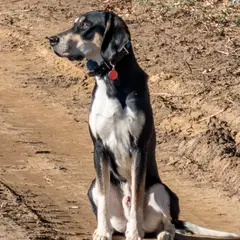 Anglo-Francês de Pequena Vènerie - Foto 7