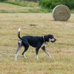 Anglo-Francês de Pequena Vènerie - Foto 8