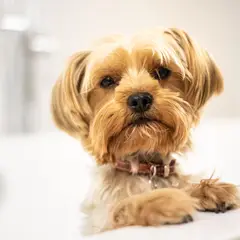 Yorkshire Terrier - Photo 3