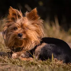 Yorkshire Terrier - Photo 5