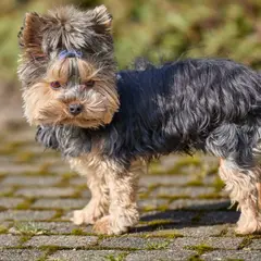 Yorkshire Terrier - Photo 6