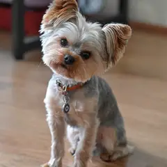 Yorkshire Terrier - Photo 8