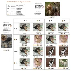 Yorkshire Terrier - Photo 11