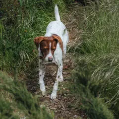 Epagneul Breton - Foto 4
