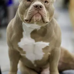 American bully - Photo 5