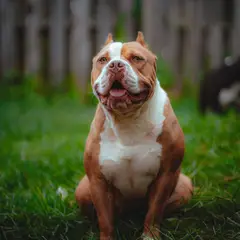 American bully - Photo 6
