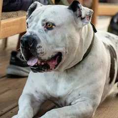 American bully - Photo 7