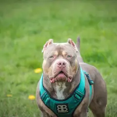 American bully - Photo 8