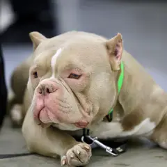 American bully - Photo 9