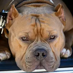 American bully - Photo 10